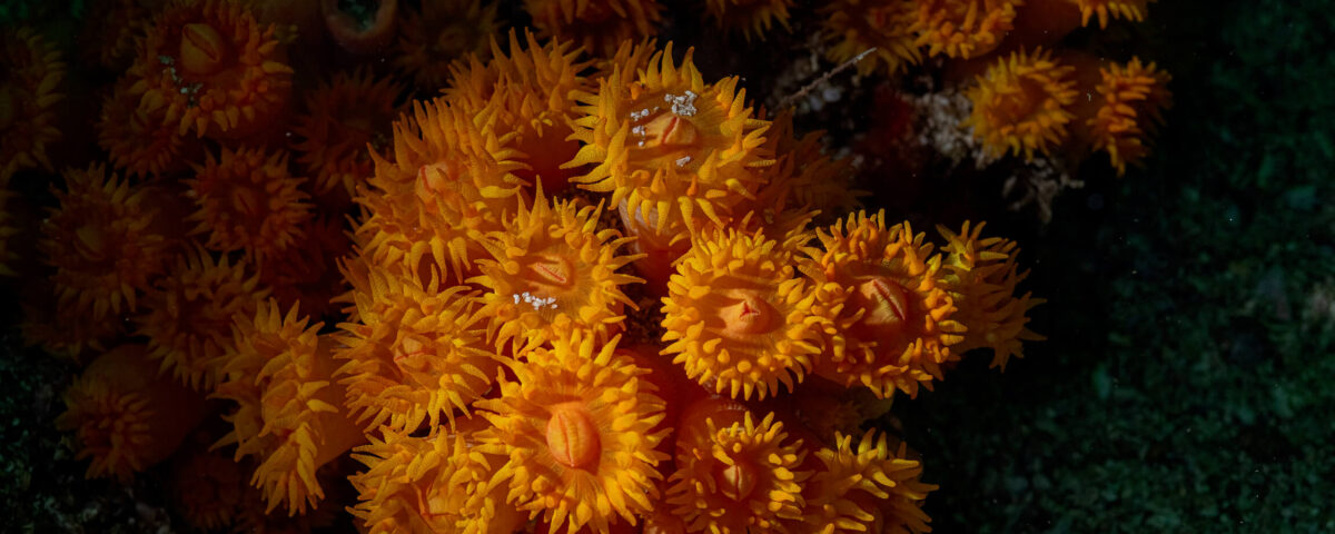 Banderas Scuba Republic Puerto Vallarta Banderas bay scuba diving (15)