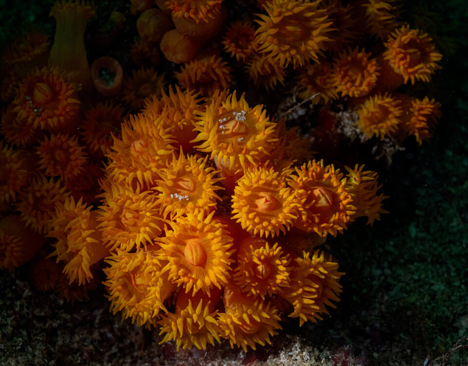 Banderas Scuba Republic Puerto Vallarta Banderas bay scuba diving (15)