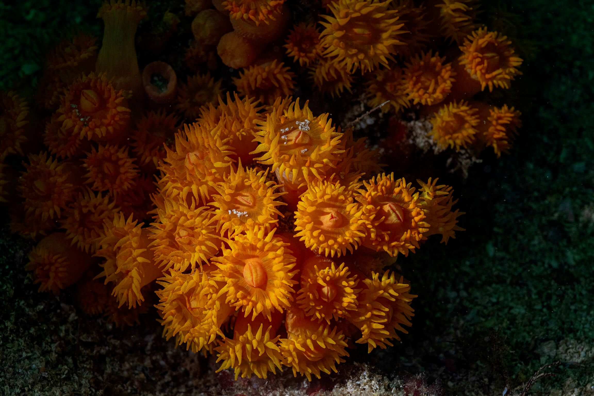 Banderas Scuba Republic Puerto Vallarta Banderas bay scuba diving (15)